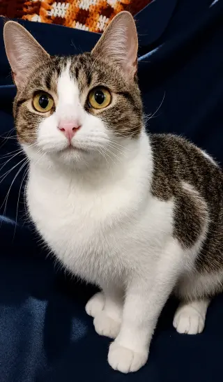 Kitten Stripes