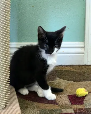 Jafar