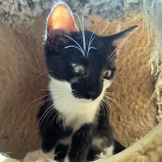 Jafar