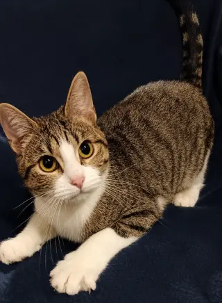 Kitten Tigger