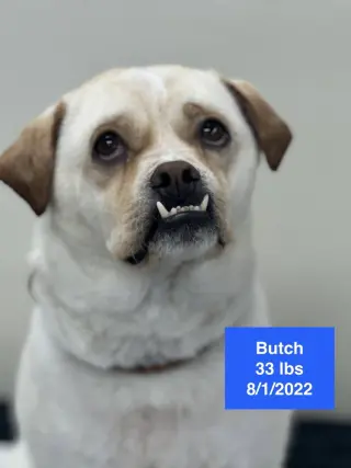 Butch 2026