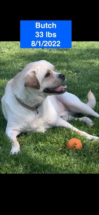 Butch 2026