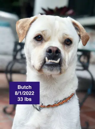Butch 2026