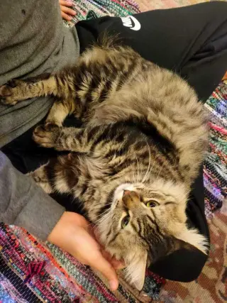 LiLi