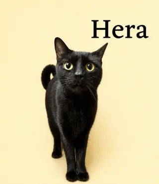 Hera (FCID# 04/22/2026-145) Willow Grove PA