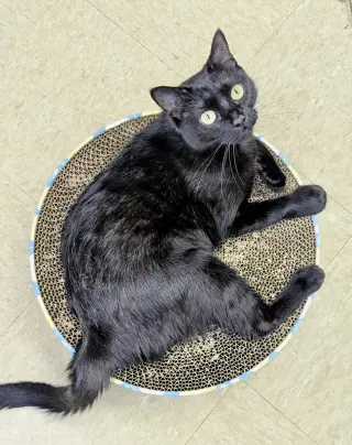 Hera (FCID# 04/22/2026-145) Willow Grove PA