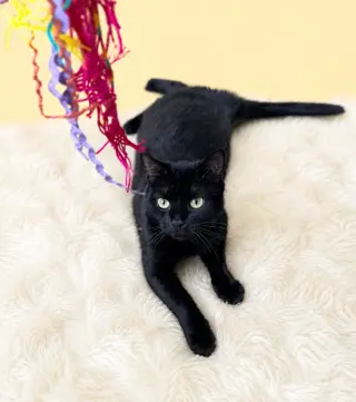 Hera (FCID# 04/22/2026-145) Willow Grove PA