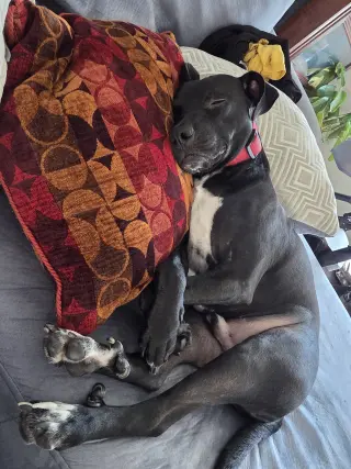BLITZO