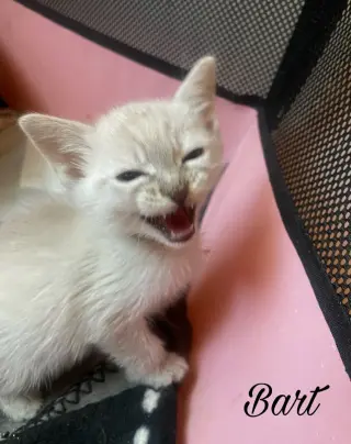Bart
