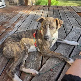 Kaiyah