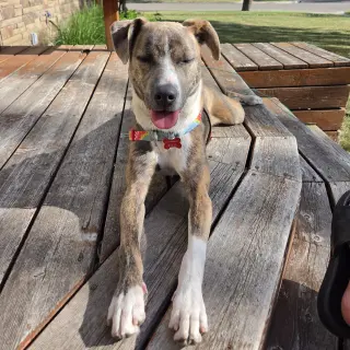 Kaiyah