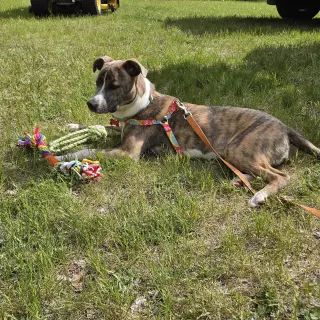 Kaiyah