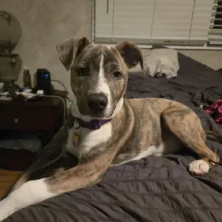 Kaiyah