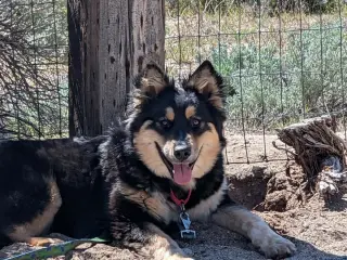 Ayla