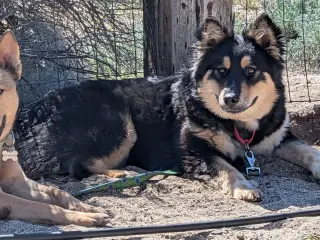 Ayla