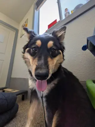 Ayla