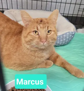 Marcus