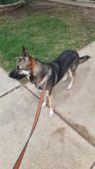 Shay