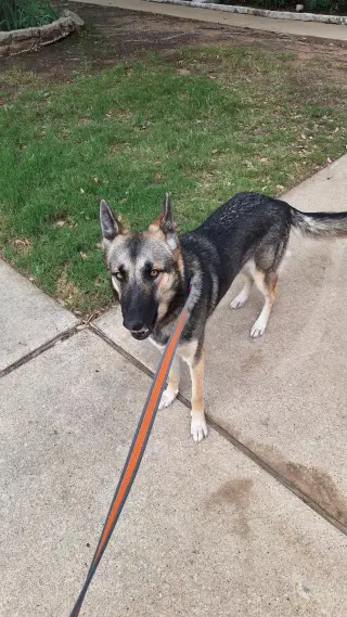 Shay