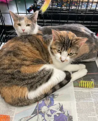 Blythe bonded with Marla