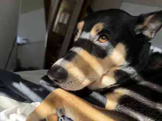 Luna Meatball