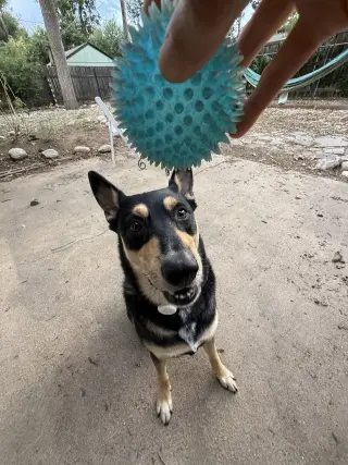 Luna Meatball