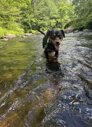 Lochness
