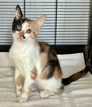 Darla