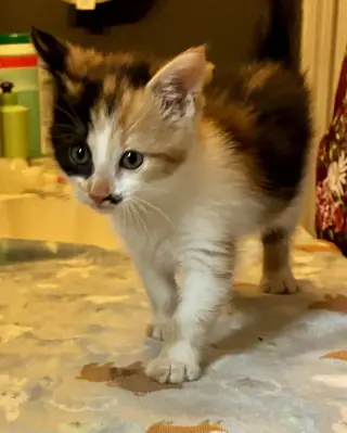 Darla