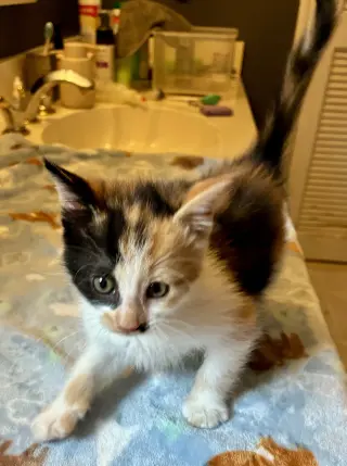 Darla