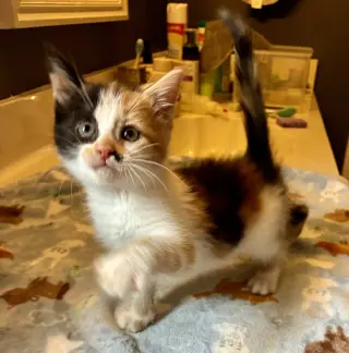 Darla