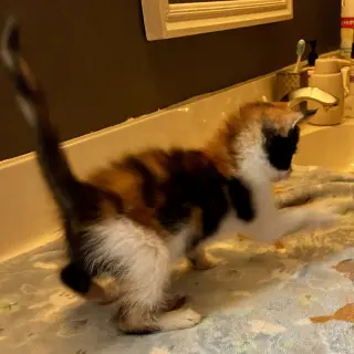 Darla