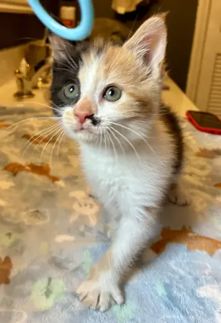 Darla