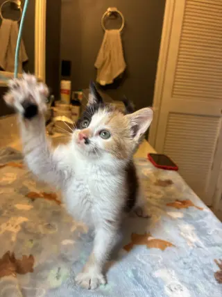 Darla