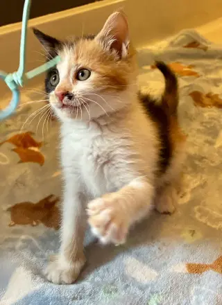Darla