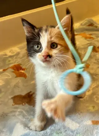 Darla