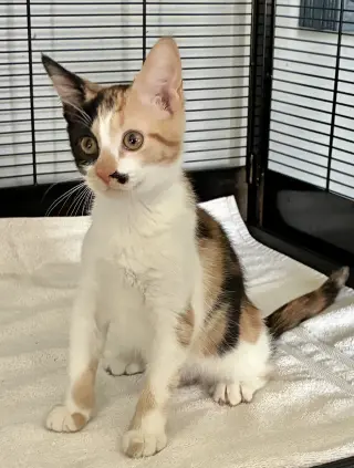 Darla