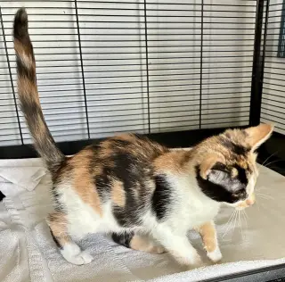 Darla