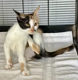 Darla
