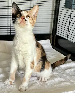 Darla
