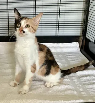 Darla