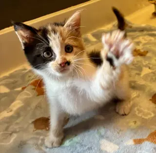 Darla