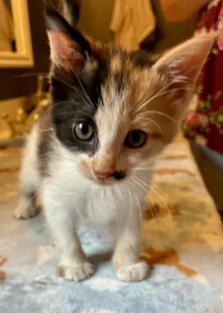 Darla