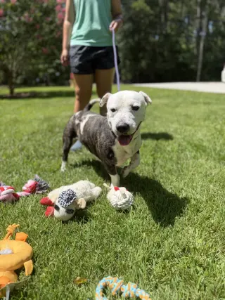 AXEL
