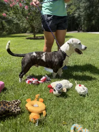 AXEL