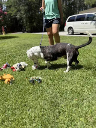AXEL