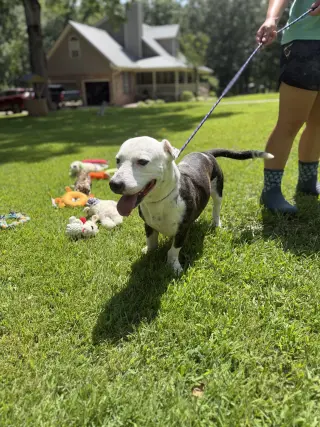 AXEL