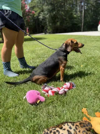 Ace