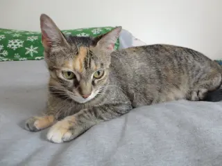 Jo Jo