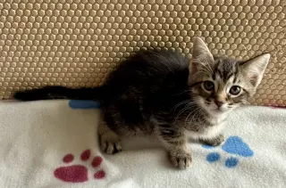 Petunia